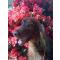 Companion Pet Services, Inc.