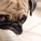 Companion Pet Services, Inc.