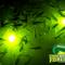 Underwater Fish Light LLC